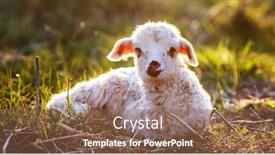  Presentation with grazing - Beautiful slide set featuring portrait-of-cute-little-lamb backdrop and a violet colored foreground