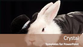  Presentation with top hat - PPT layouts consisting of portrait of cute rabbit background and a coral colored foreground