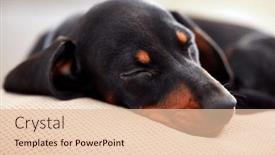  Presentation with dachshund - PPT theme with portrait-of-cute-young-dachshund background and a lemonade colored foreground