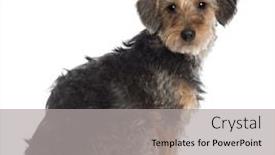  Presentation with dachshund - Beautiful slide deck featuring portrait-of-dachshund-10-months backdrop and a light gray colored foreground