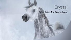  Presentation with horse - Slide deck consisting of portrait of dapple dray arabian horse in light smoke background and a light blue colored foreground