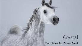  Presentation with horse - Theme consisting of portrait of dapple dray arabian horse on light gray background background and a light gray colored foreground