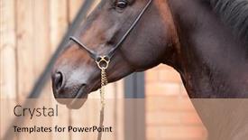  Presentation with stallion - Cool new PPT theme with portrait of dark bay stallion near stable at summer backdrop and a coral colored foreground