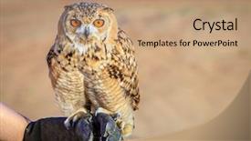  Presentation with eagle - PPT layouts having portrait of desert eagle owl background and a coral colored foreground