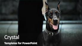  Presentation with doberman - Amazing slides having portrait of doberman dog outdoors backdrop and a black colored foreground