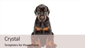  Presentation with doberman - Cool new slide deck with portrait of doberman puppy isolated backdrop and a soft green colored foreground