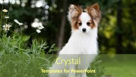  Presentation with dog park - Presentation theme featuring portrait-of-dog-continental-toy background and a tawny brown colored foreground