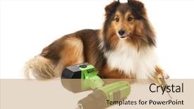  Presentation with drilling machine - Slide set having portrait of dog with drilling machine and screwdriver isolated over white background background and a coral colored foreground