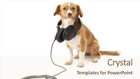  Presentation with monarch butterfly isolated on white - Beautiful theme featuring portrait of dog with headphone backdrop and a  colored foreground