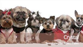  Presentation with dogs - Slide set featuring portrait of dogs dressed up background and a coral colored foreground