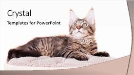  Presentation with maine - Slide set consisting of portrait of domestic black tabby mackerel maine coon kitten - 3 5 months old cat isolated on white background background and a white colored foreground