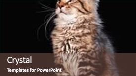  Presentation with maine - Slide deck featuring portrait of domestic black tabby mackerel maine coon kitten - 3 5 months old cat on black background background and a tawny brown colored foreground