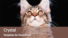  Presentation with maine - Audience pleasing presentation theme consisting of portrait of domestic black tabby mackerel maine coon kitten - 3 5 months old cat on black background backdrop and a violet colored foreground