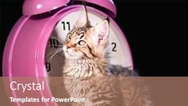  Presentation with pink cat - Colorful slides enhanced with portrait of domestic black tabby mackerel maine coon kitten - 3 5 months old cat with big pink alarm clock on black background backdrop and a coral colored foreground
