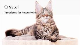  Presentation with maine - Amazing theme having portrait of domestic black tabby mackerel maine coon kitten - 3 5 months old cat isolated on white background backdrop and a white colored foreground