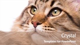  Presentation with maine - Amazing slide set having portrait of domestic black tabby maine coon kitten - 5 months old cute young cat on white background close-up studio photo of striped kitty looking away backdrop and a coral colored foreground