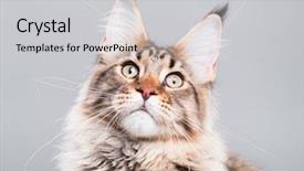  Presentation with maine - Amazing slide deck having portrait of domestic black tabby backdrop and a light gray colored foreground