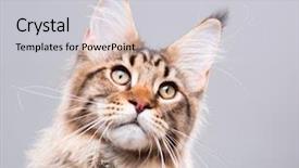  Presentation with young grey maine coon cat - Slides with portrait of domestic black tabby background and a light gray colored foreground