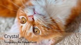  Presentation with maine - Colorful PPT layouts enhanced with portrait of domestic red maine coon kitten 3 5 months old backdrop and a coral colored foreground