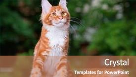  Presentation with young grey maine coon cat - Colorful PPT layouts enhanced with portrait of domestic red maine coon kitten 5 months old cat posing on green outdoor background backdrop and a coral colored foreground