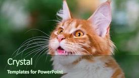  Presentation with maine - Cool new slides with kitten 5 months old cat backdrop and a tawny brown colored foreground