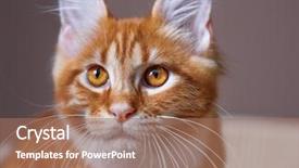  Presentation with maine - Colorful presentation design enhanced with portrait of domestic red maine coon kitten 3 5 months old backdrop and a coral colored foreground