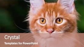  Presentation with maine - Amazing PPT theme having kitten 5 months old cat backdrop and a coral colored foreground