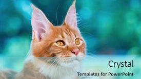  Presentation with maine - PPT layouts enhanced with kitten 5 months old cat background and a seafoam green colored foreground