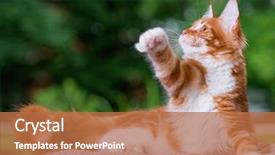  Presentation with maine - Slides enhanced with portrait of domestic red maine coon kitten 5 months old cat posing on green outdoor background background and a coral colored foreground