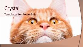  Presentation with maine - Presentation design enhanced with portrait of domestic red maine coon kitten - 8 months old playful young cat isolated on white background close-up photo of orange striped cat looking up background and a lemonade colored foreground