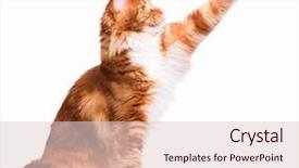  Presentation with paw - PPT layouts with portrait of domestic red maine coon kitten - 8 months old cute young cat sitting and swinging its paw playful adorable orange striped kitty isolated on white background background and a lemonade colored foreground