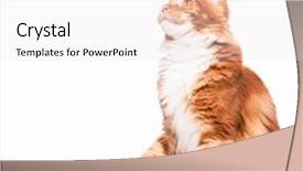  Presentation with paw - PPT layouts featuring portrait of domestic red maine coon kitten - 8 months old cute young cat sitting and swinging its paw playful adorable orange striped kitty isolated on white background background and a white colored foreground