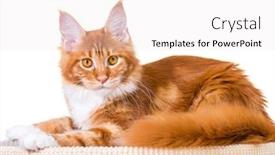  Presentation with maine - Presentation design with portrait of domestic red maine coon kitten - 6 5 months old cat isolated on white background background and a white colored foreground