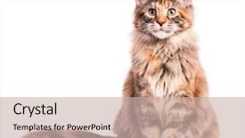  Presentation with young grey maine coon cat - Theme featuring portrait of domestic tortoiseshell maine background and a soft green colored foreground