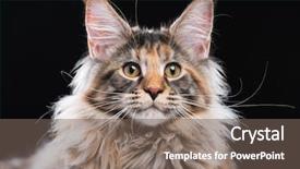  Presentation with maine - PPT theme with portrait of domestic tortoiseshell maine background and a gray colored foreground