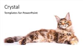  Presentation with maine - Colorful presentation design enhanced with portrait of domestic tortoiseshell maine backdrop and a white colored foreground