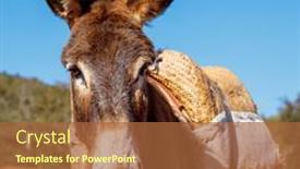  Presentation with morocco - Presentation design featuring portrait-of-donkey-in-morocco background and a red colored foreground