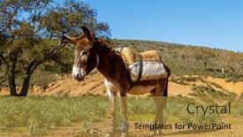  Presentation with morocco - Presentation enhanced with portrait-of-donkey-in-morocco background and a gold colored foreground