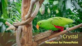  Presentation with parrot - PPT theme consisting of portrait-of-eclectus-roratus-parrot background and a tawny brown colored foreground
