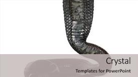  Presentation with egyptian - Beautiful theme featuring portrait of egyptian cobra naja backdrop and a light gray colored foreground