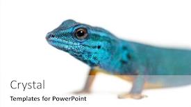  Presentation with electric - Slide deck enhanced with portrait-of-electric-blue-gecko background and a white colored foreground