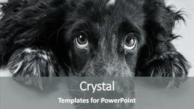  Presentation with puppy english cocker spaniel - Audience pleasing presentation theme consisting of portrait of english cocker spaniel backdrop and a  colored foreground