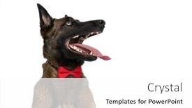  Presentation with police dog - Presentation theme having portrait-of-enthusiastic-police-dog background and a white colored foreground