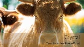  Presentation with pair eyes looking down - Presentation design having portrait-of-expressive-red-salers background and a gold colored foreground