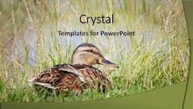  Presentation with duck - Presentation design consisting of portrait of female mallard duck background and a mint green colored foreground