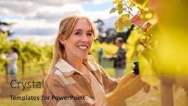  Presentation with vine wine - Presentation theme consisting of portrait-of-female-worker-harvesting background and a coral colored foreground