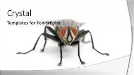  Presentation with mushroom fly agaricus - Colorful slide set enhanced with portrait of flesh fly diptera backdrop and a white colored foreground