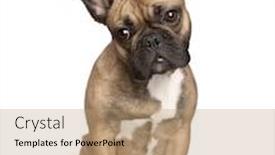  Presentation with studio - Beautiful PPT theme featuring portrait of french bulldog in front of white background studio shot backdrop and a coral colored foreground