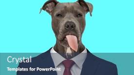 Presentation with navy blue - Theme enhanced with portrait-of-funny-businessdog background and a ocean colored foreground