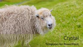  Presentation with shepherd sheep - Beautiful slides featuring portrait of funny sheep smiling backdrop and a gold colored foreground